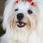 Raças de Cachorros Pequenos, Fotos