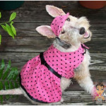 Roupas para Cachorros, Moldes e Fotos