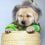 Roupas de Cães para o Inverno, Dicas e Fotos