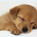 Significado de Sonhar com Cachorros