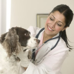 Curso Técnico em Veterinária : Onde Fazer