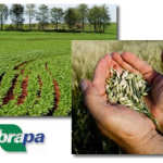 Vagas de Estágio Embrapa 2014